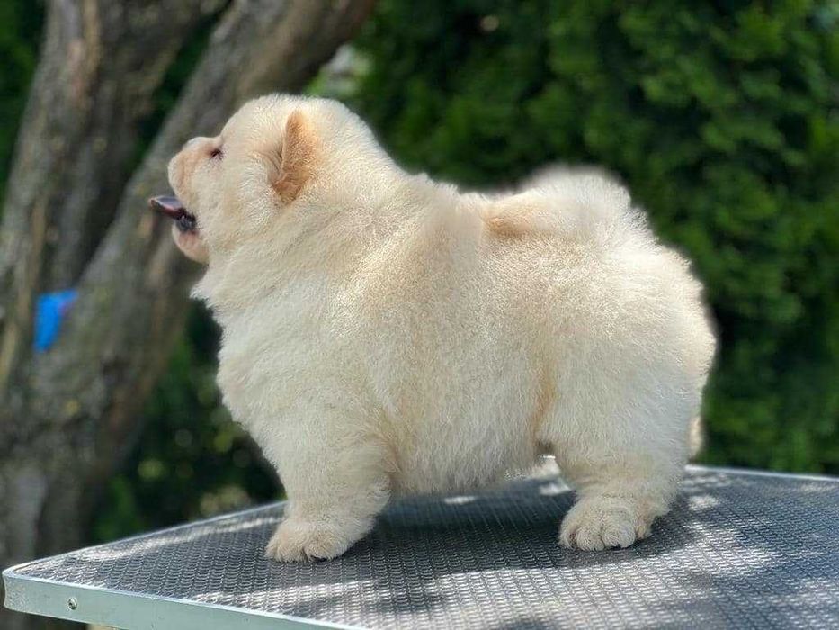 Chow Chow disponível