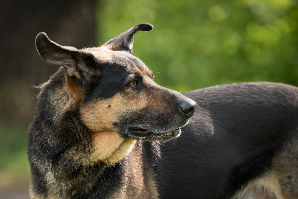 Pies Brutus w typie owczarka niemieckiego, ONka do adopcji!