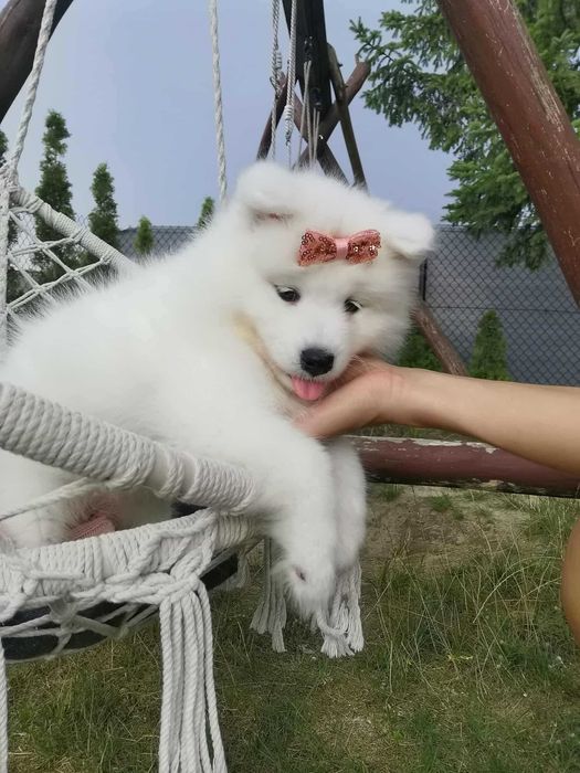 Suczka samojed samoyed szczenię rodowód