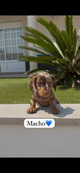 Teckel miniatura macho