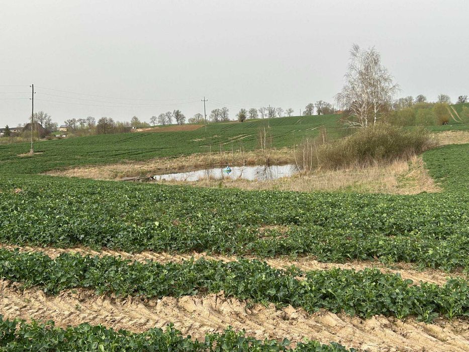 Sprzedam gospodarstwo rolne z domem, zabudowaniami i ziemią.