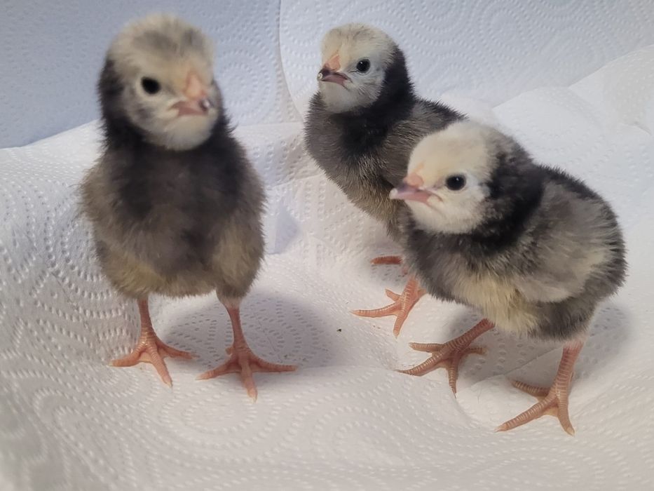 Pisklęta marans araucana silka wayendotte...