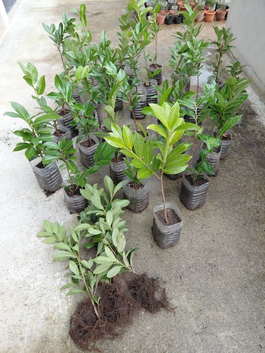 Louro cerejo ( lauros) para sebes