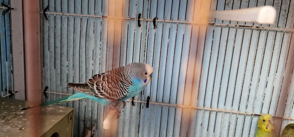 Vendo conjunto de pássaros