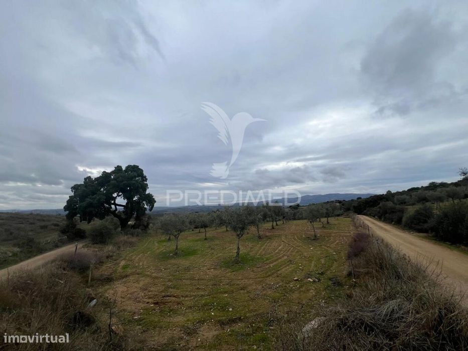 Terreno em Morais com olival e terreno para cultivo