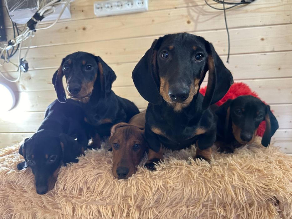 Цуценята гладкошерстної такси з документами/ гладкошерстная такса