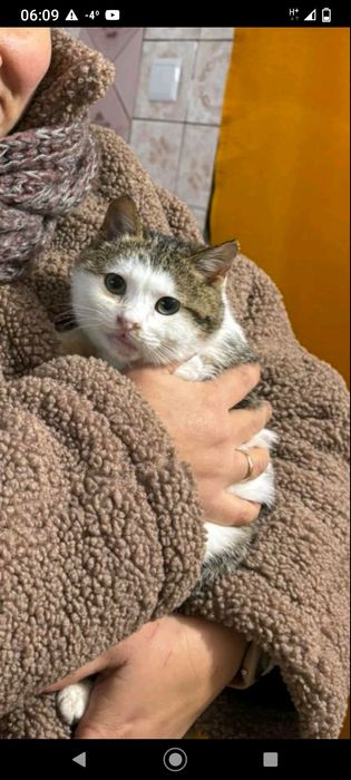 Кішка Булька 6 міс