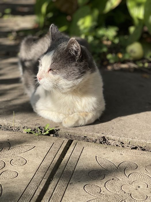 Котик шукає родину