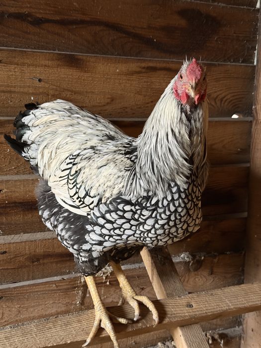 Kogut Wyandotte srebrnołuskowany