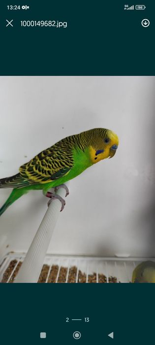 Periquitos ELVAS
