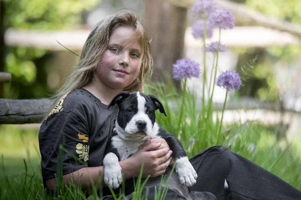 Piękna mocna suczka AMSTAFF FCI Związek Kynologiczny w Polsce