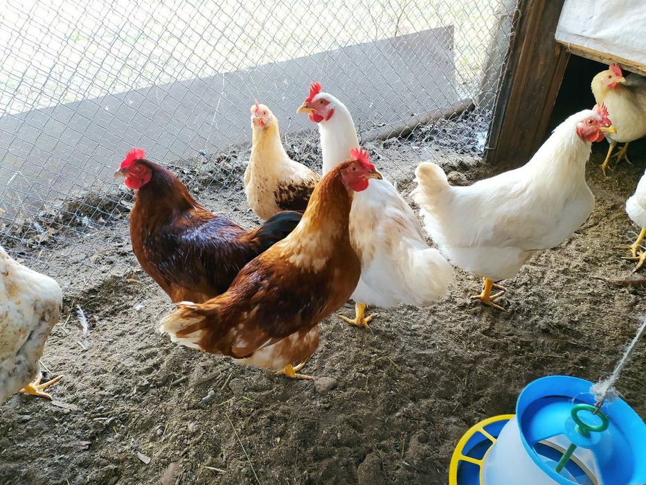 П'ятимісячні півники Ломан-браун