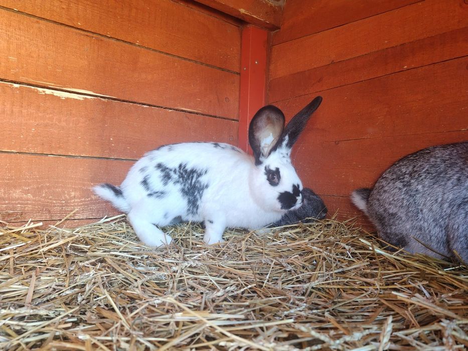 Sprzedam młode króliki