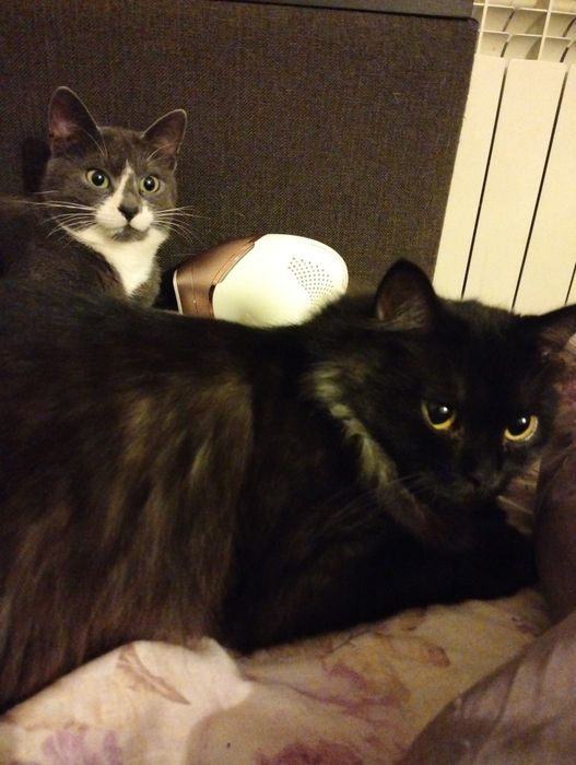 Стерилізовані кішка і котик шукають родини