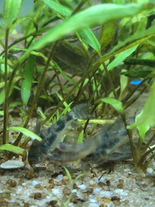 Coridoras nascidas em aquário de guppys