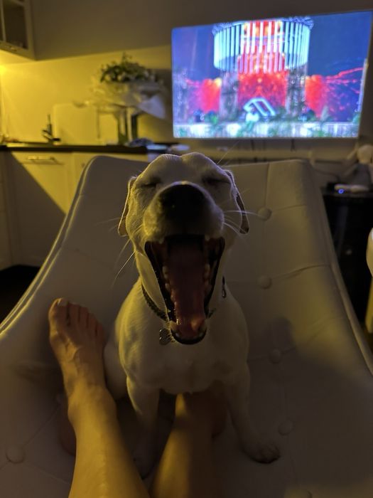 Вʼязка Джека Рассел Терʼєр