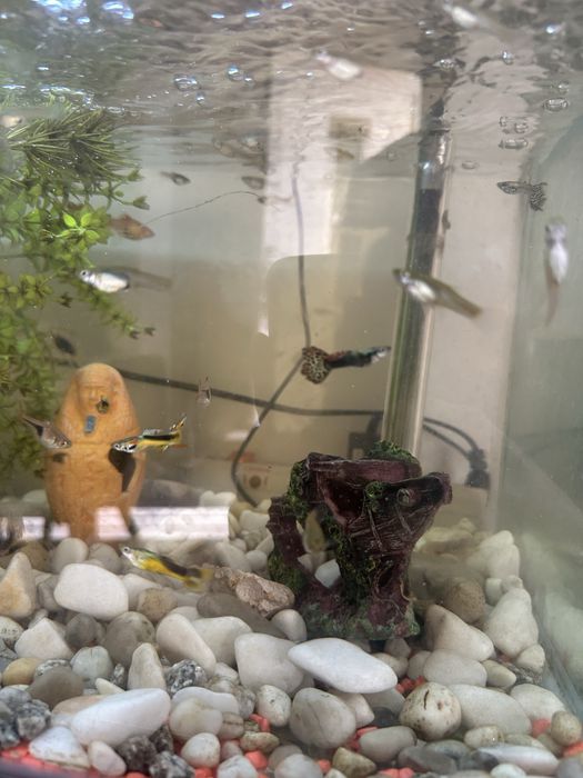 Guppy resistentes