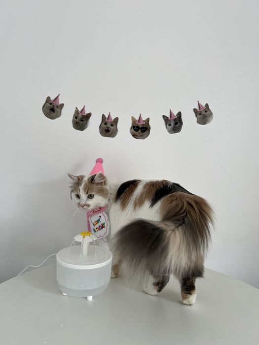 Одяг кота або собаки