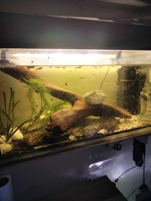 Akwarium 54l kompletne