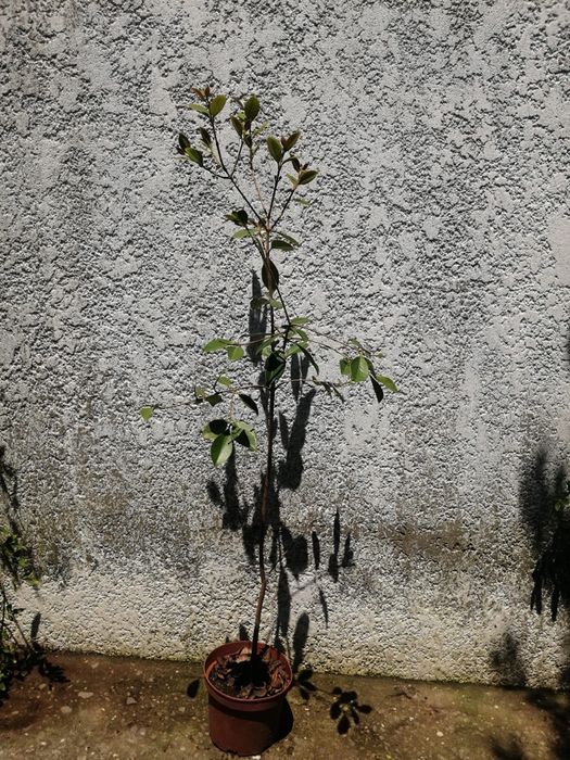 Arvore do araça de vários tamanhos e preços