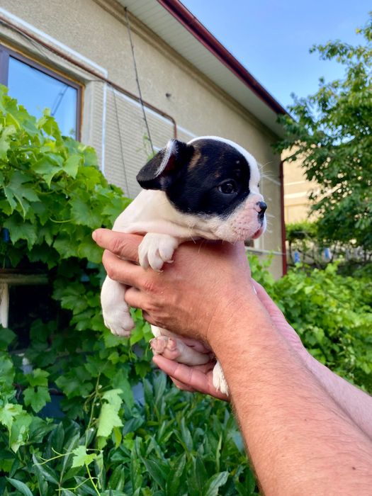 Французький бульдог