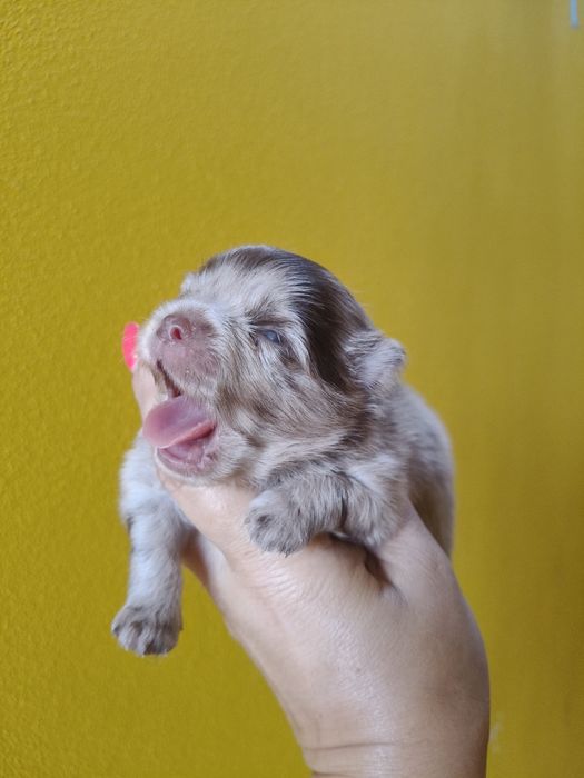 Spitz alemão Red Merle