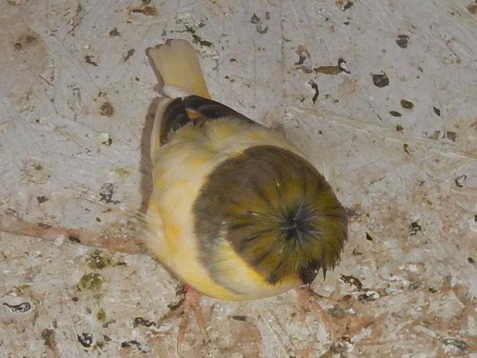 Sprzedam Kanarki Gloster