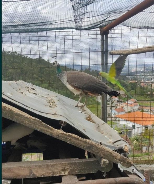 Ovos Férteis de Pavão Azul