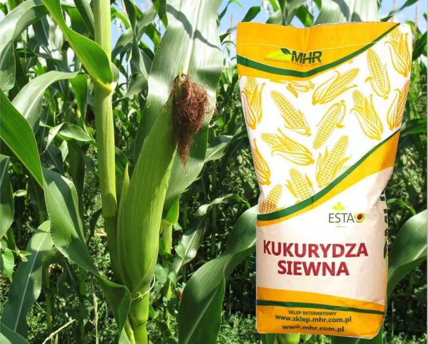 Materiał siewny MHR Kosmo FAO240 MHR Kadryl FAO270-280 ziarno/kiszonka