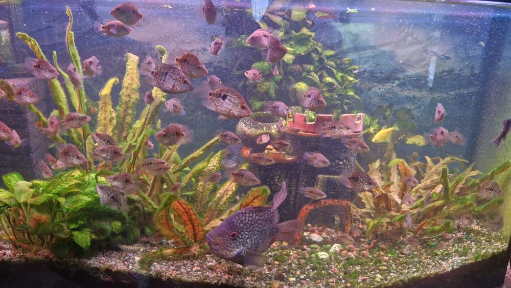 Рибки акваріумні .