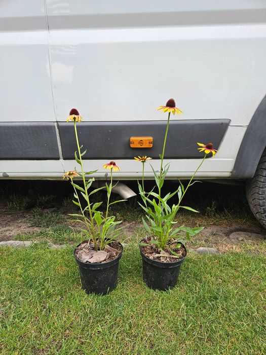 Jeżówka Echinacea 2 sztuki