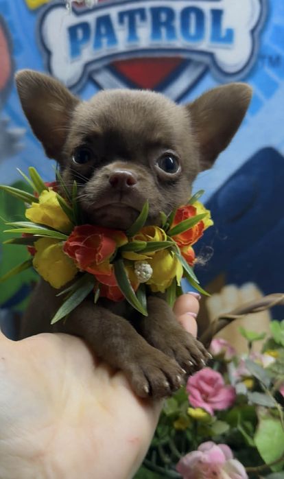 Супер малышка для супер мамы