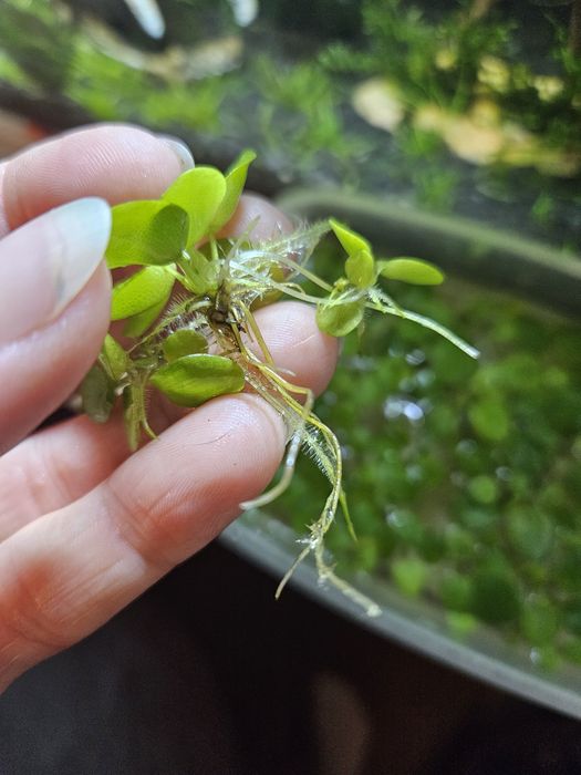 Lemnobium Laevigatum do akwarium