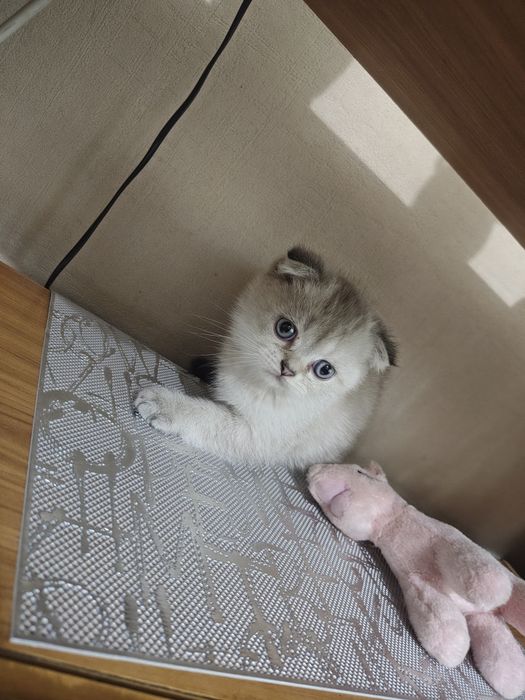 Шотландские котята
