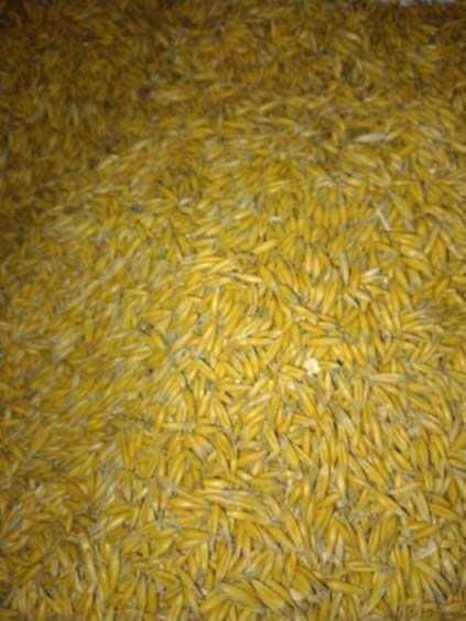 Sprzedam owies Poker