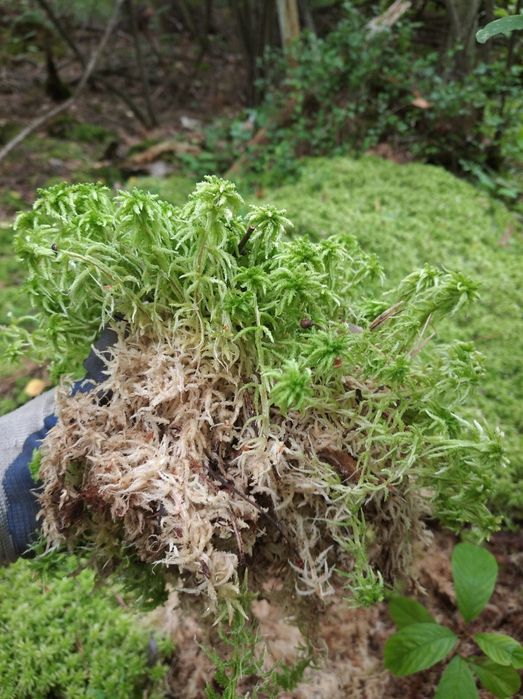 Свіжий та сухий мох сфагнум 10літрів