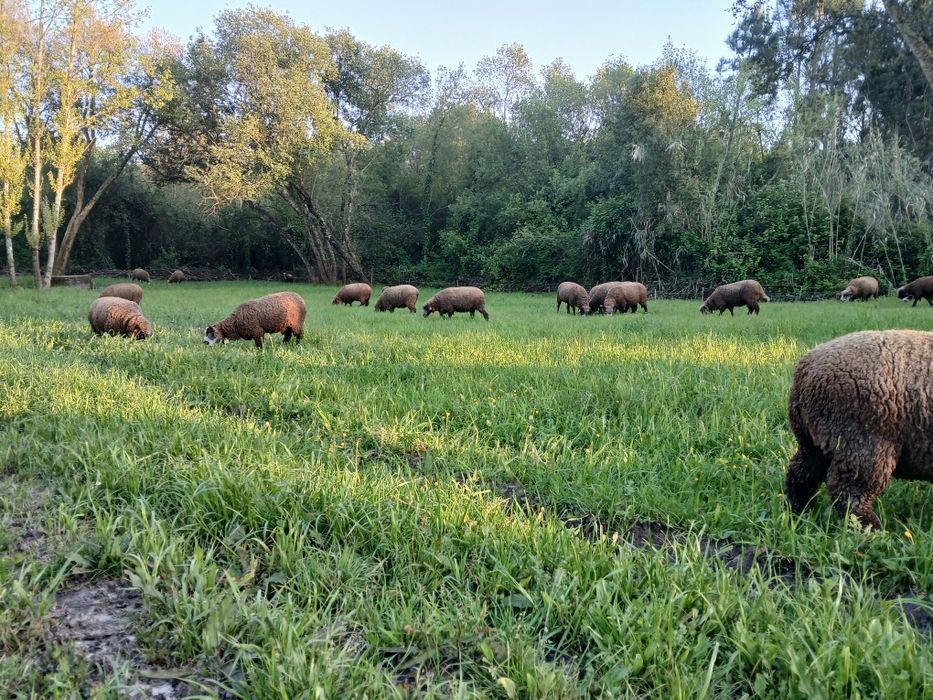 Casais jovens  Ile de France Preto(P3)