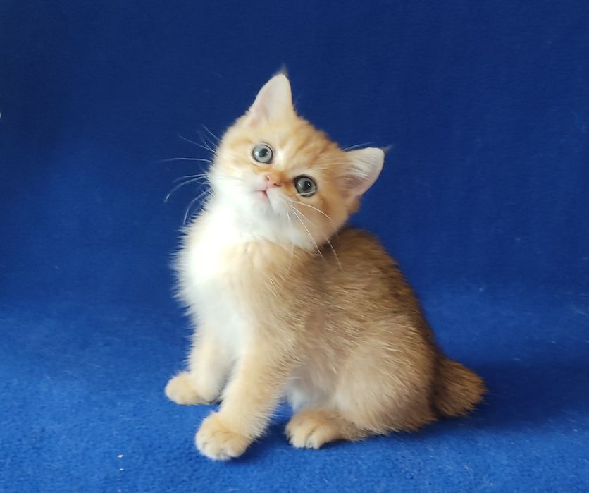 Золоті, кошенята для вашої родини