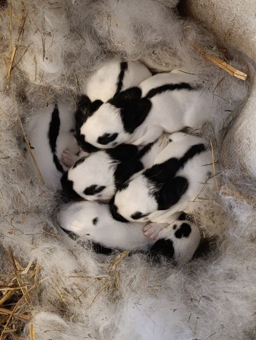 Продам кролів породи Німецький строкач