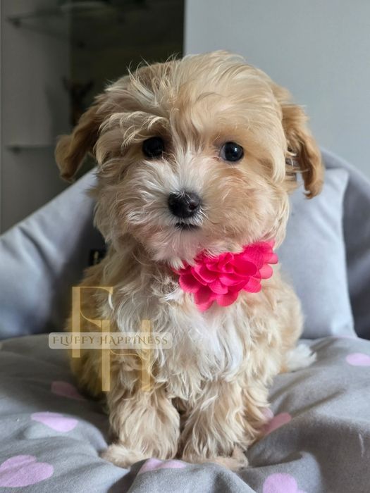 Cudowna Sunia**Maltipoo **