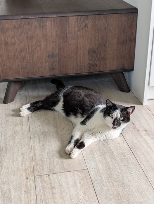 Zaadoptuj dużą i spokojną kotkę!