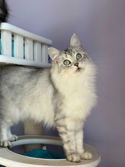 Кошка мейн-кун. Бесплатно