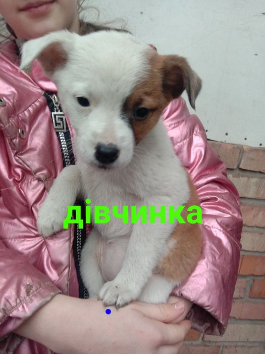 Віддам цуценят дрібної породи