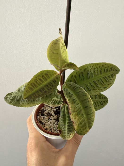 Orquidea oncidium chocolate