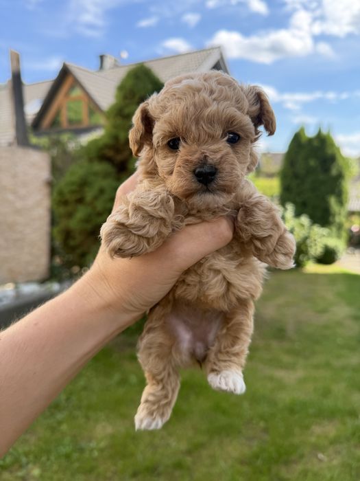 Maltipoo suczka