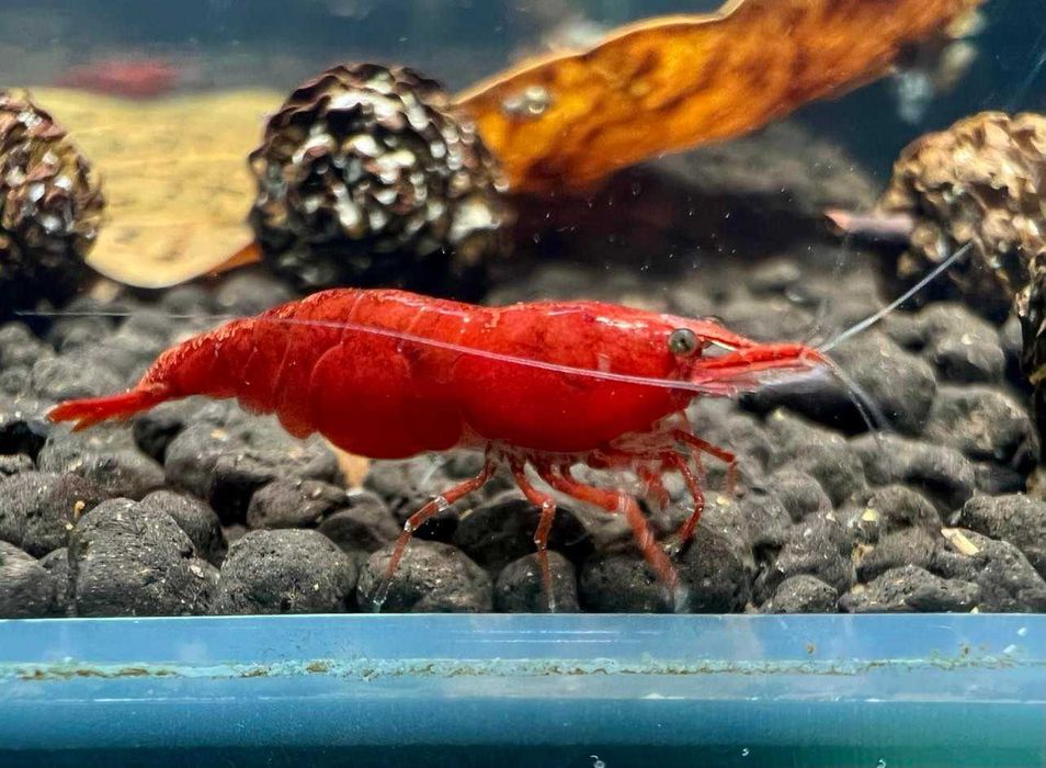 happyaquarium.pt - Camarões Neocaridina