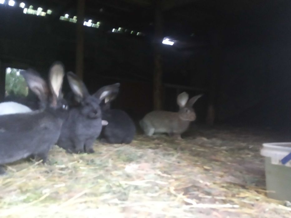 Sprzedam młode króliki samce i samiczki