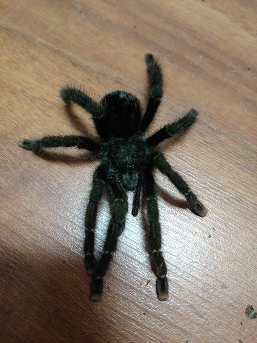 Samiec avicularia  aurantiaca