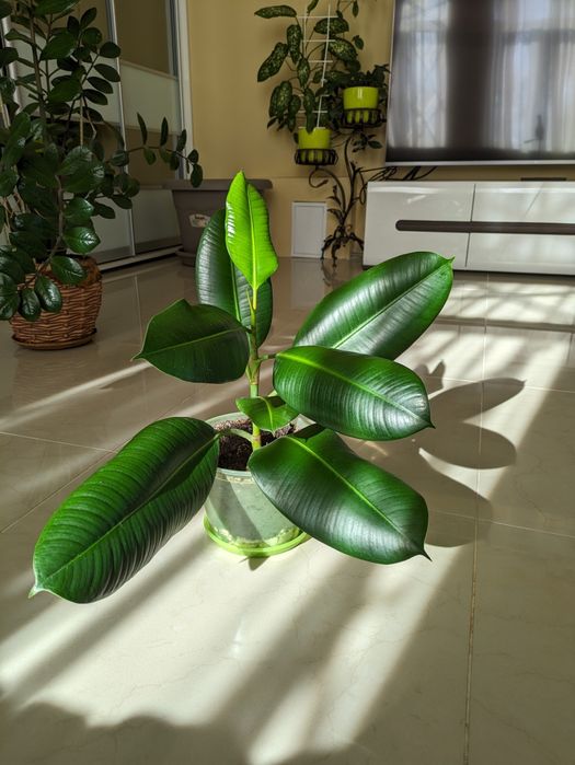 Продам фикус Каучуконосный