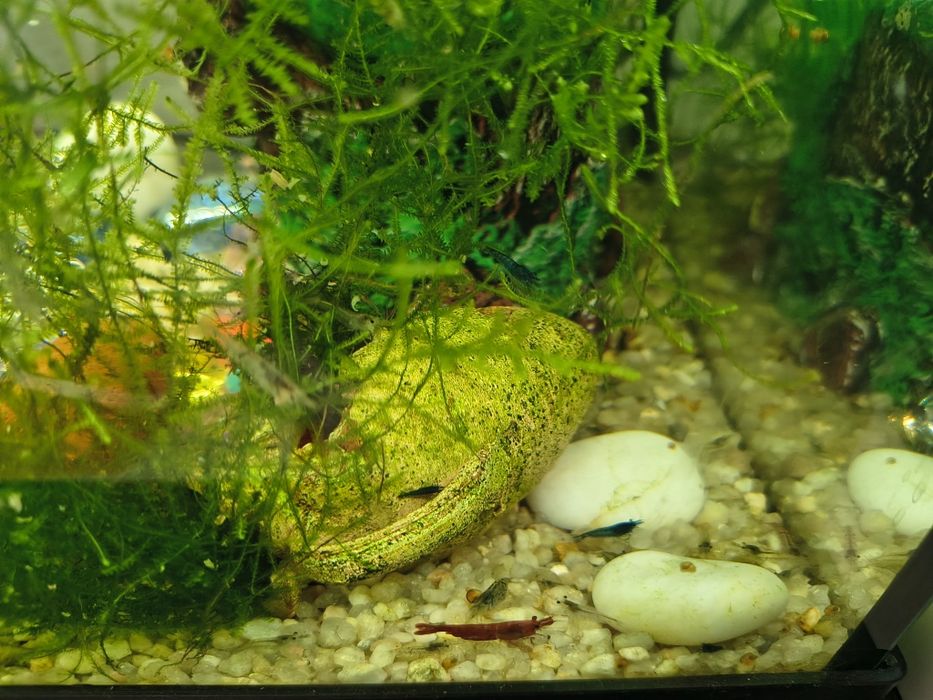 Troco camarões e caracóis de aquário por peixes